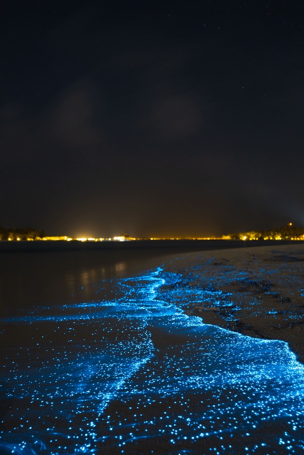 bioluminiscencia holbox