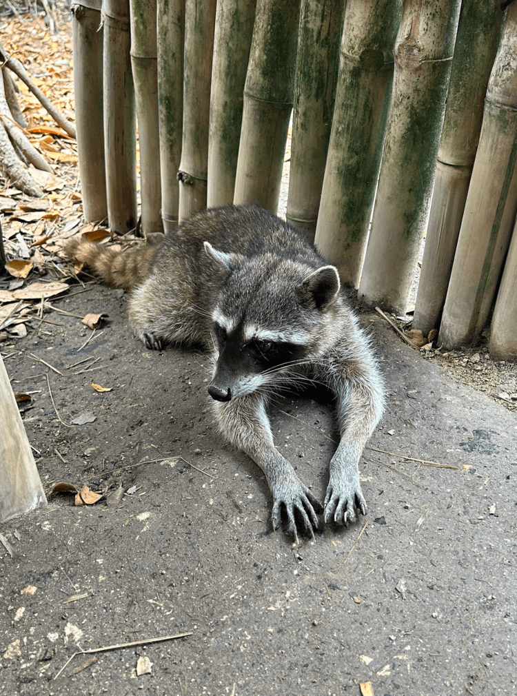 animales de progreso